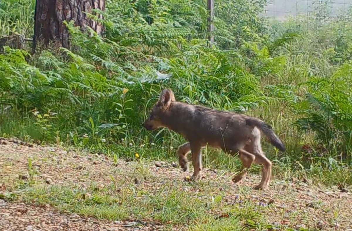 Wolfsmanager zu Welpen in Baden-Württemberg: „Die Stimmung ist sehr aufgeheizt“