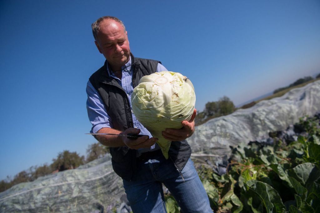 Landwirte freuen sich auf üppigen Ertrag: Filderkrauternte in Leinfelden-Echterdingen