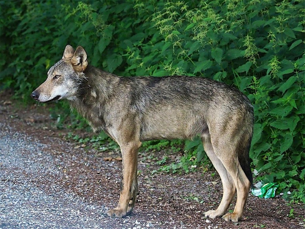 Herkunft des Wolfs bei Überlingen am Bodensee noch ungeklärt: Die Wölfe kommen