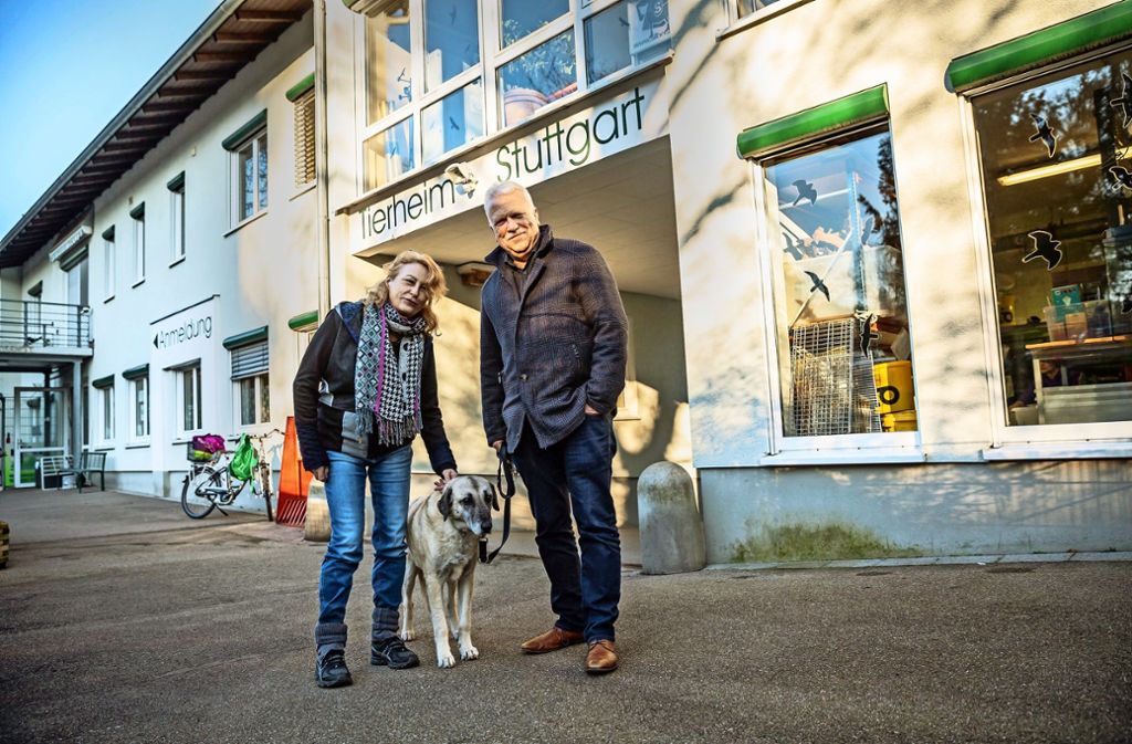 Tierheim in Stuttgart: Warum es einen Steuerrabatt für Tierheimhunde gibt