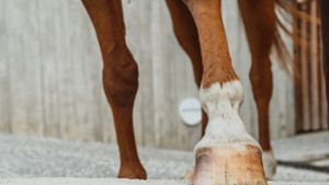 Unbekannter verletzt Pferd in Stall
