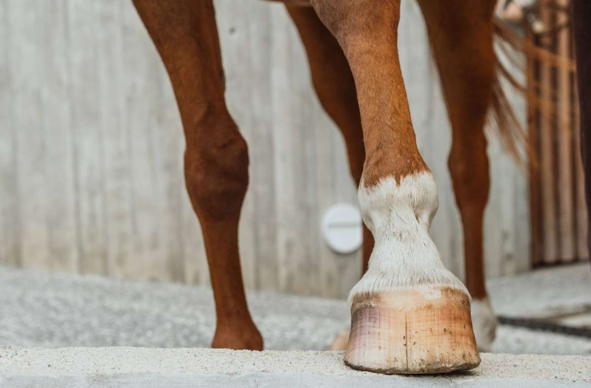 Vorfall in Ihringen: Unbekannter verletzt Pferd in Stall