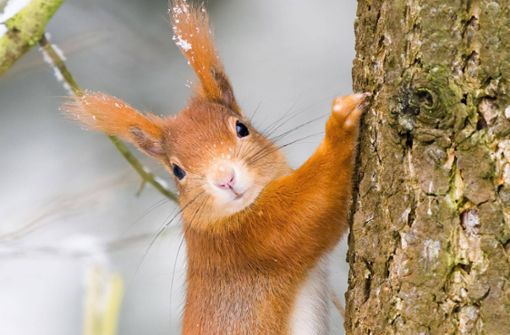 Das Eichhörnchen kam durch den Stromschlag ums Leben (Symbolbild). Foto: IMAGO/imagebroker/Wilfried Martin