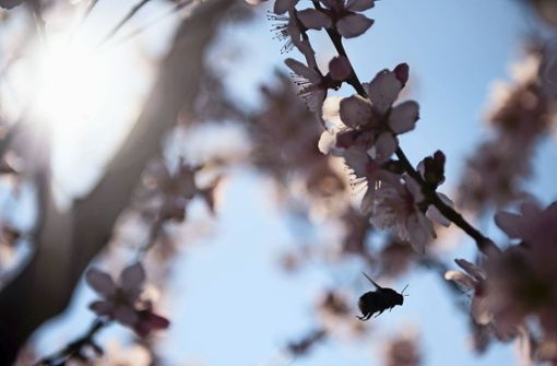 Nicht nur die Hummeln freuen sich über die Kirschblüte. Foto: dpa -  dpa