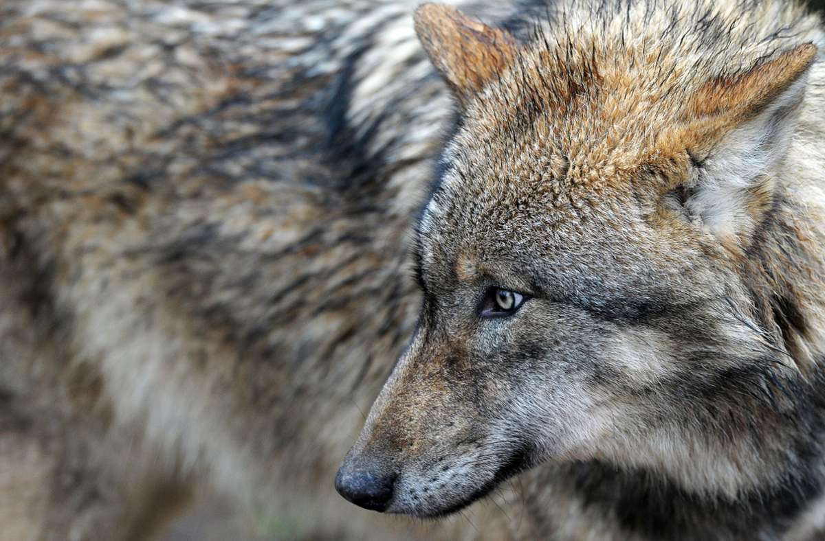 Wildtiere in Baden-Württemberg: Dritter Wolf wird heimisch