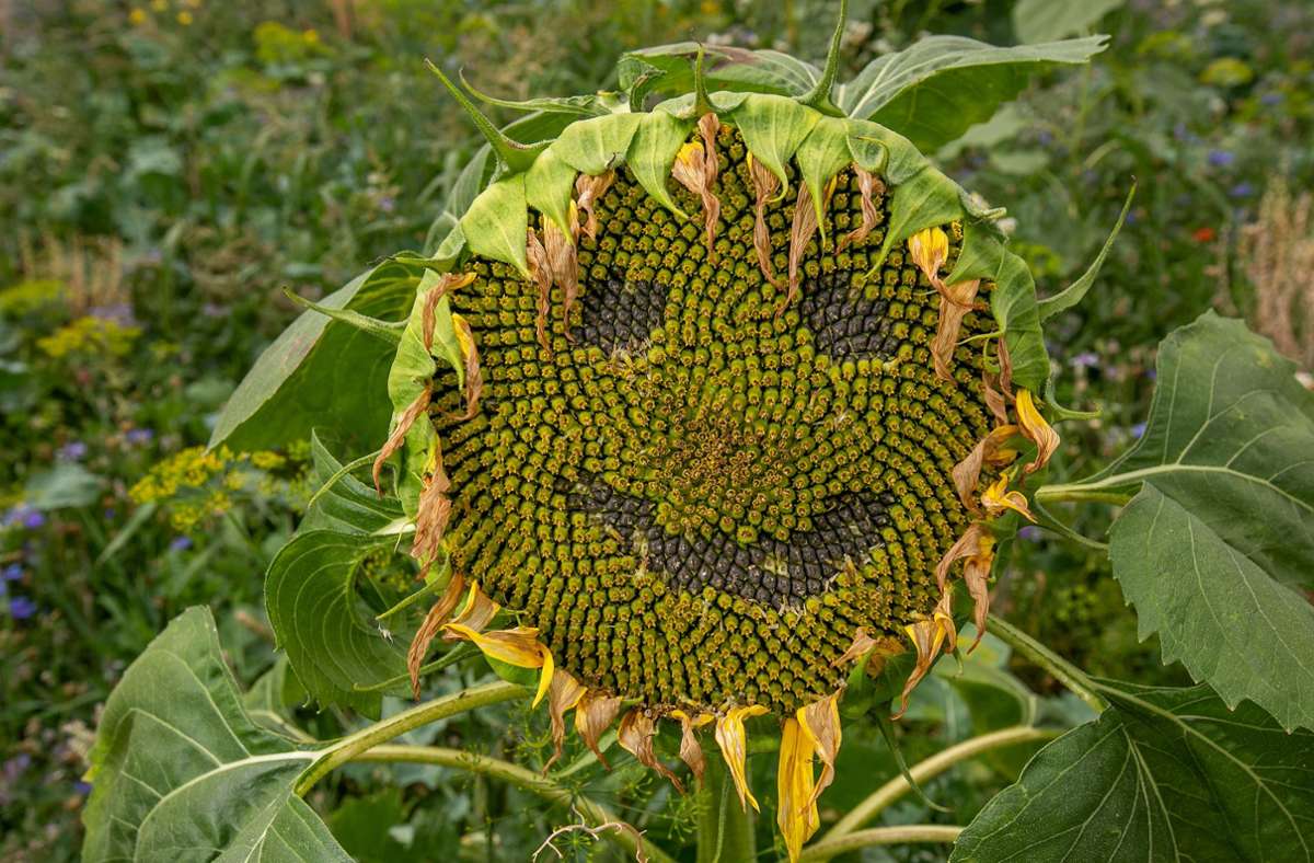 Sonnenblumenzeit im Kreis Esslingen: Die Blume, die gute Laune macht
