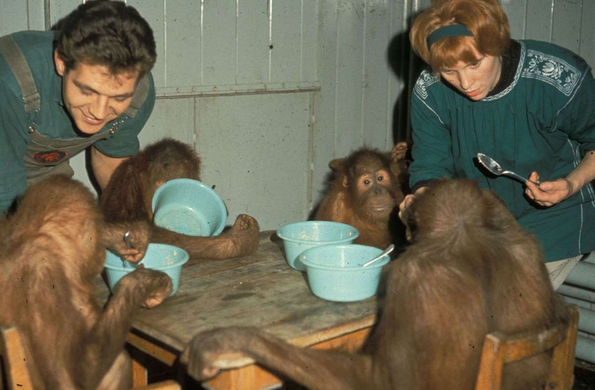 Die Anfänge der Affenhaltung: gegessen wurde am Tisch.