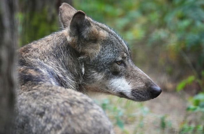 Niedersachsen: Wolf abgeschossen und zerstückelt