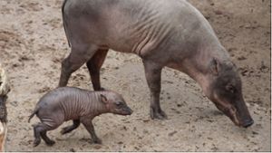 Glücksschwein im Zoo geboren