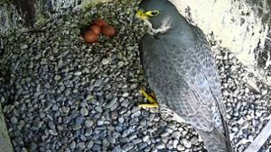 Die Falken auf dem Schwabenlandtower haben jetzt Eier