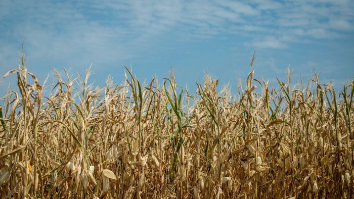 Statistiker rechnen für dieses Jahr mit geringerer Getreideernte