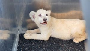 Löwin „Lea“  nach Spanien – Tierschützer kritisieren Strapazen