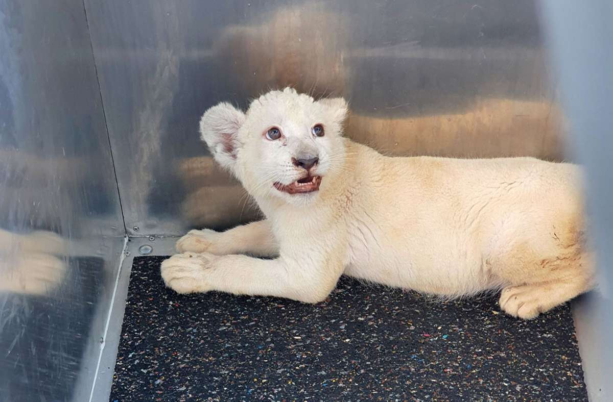 Nach Unfall mit Löwenbaby auf A5: Löwin „Lea“  nach Spanien – Tierschützer kritisieren Strapazen