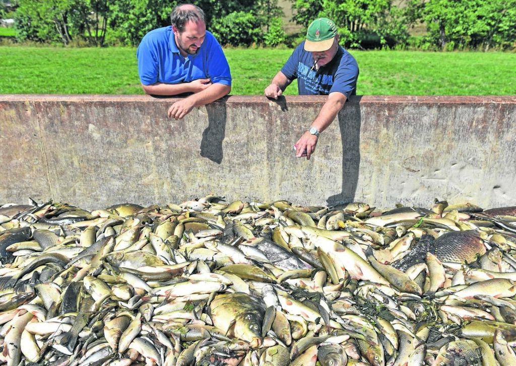 Fischsterben geht weiter - Ammonium erreicht Neckar in drei bis sieben Tagen: Gift könnte Jagst auf Jahre schädigen