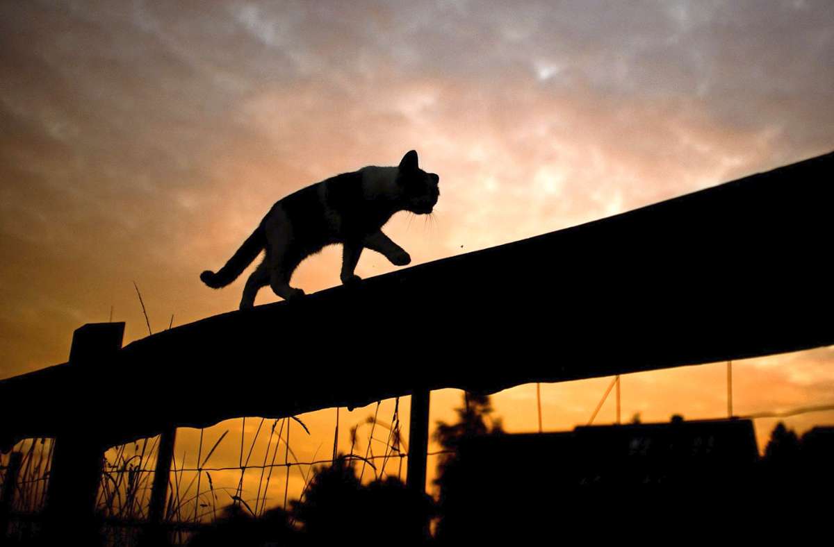 Tierschutz in Stuttgart: Weniger verwilderte Katzen durch Kastration