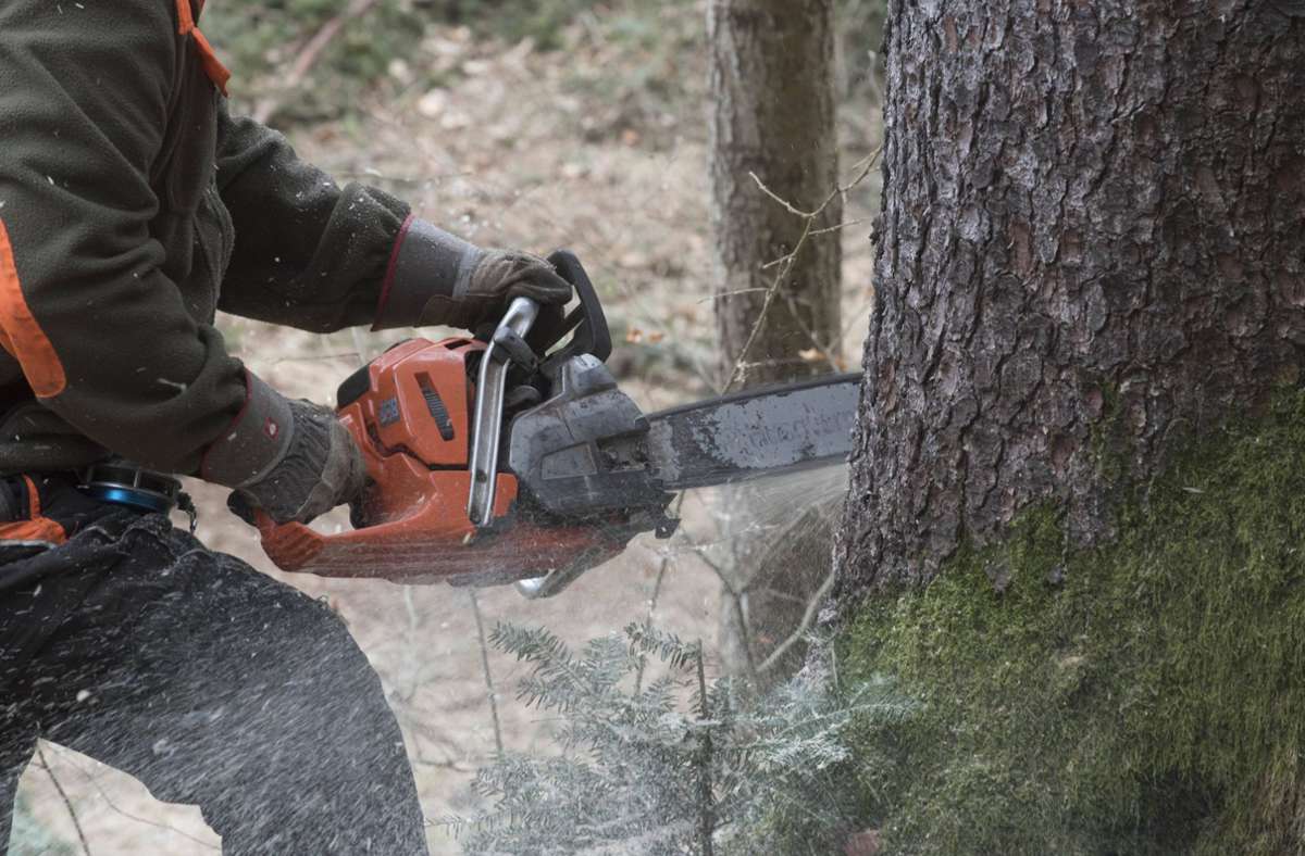 Arbeitsunfall im Landkreis Sigmaringen: Baum schnellt gegen Kopf von Waldarbeiter