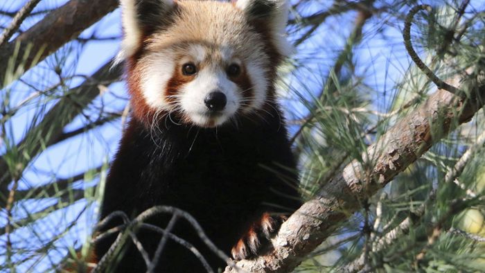 Wer hat den Roten Panda gesehen?