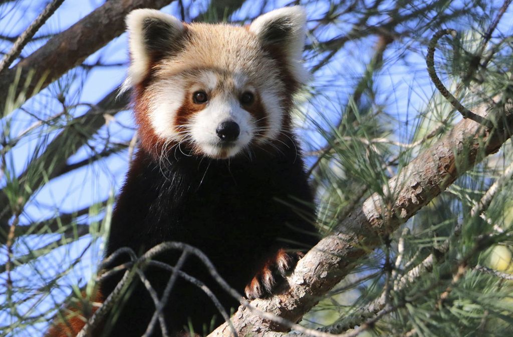 Tier in Frankreich gesucht: Wer hat den Roten Panda gesehen?