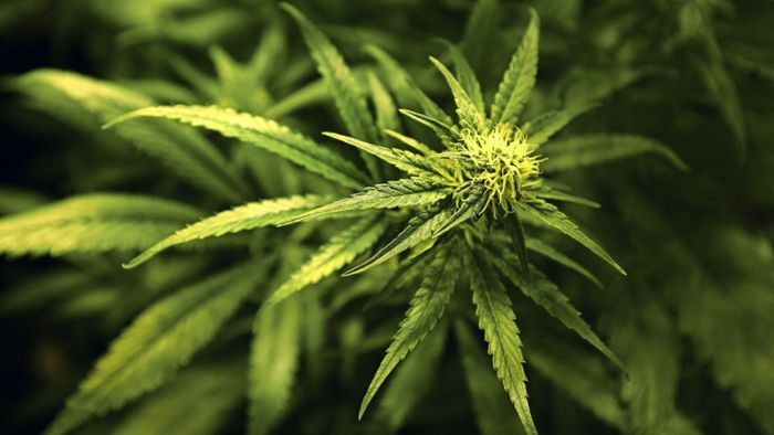 „Der Cannabis Social Club ist eine Kontrollinstanz”