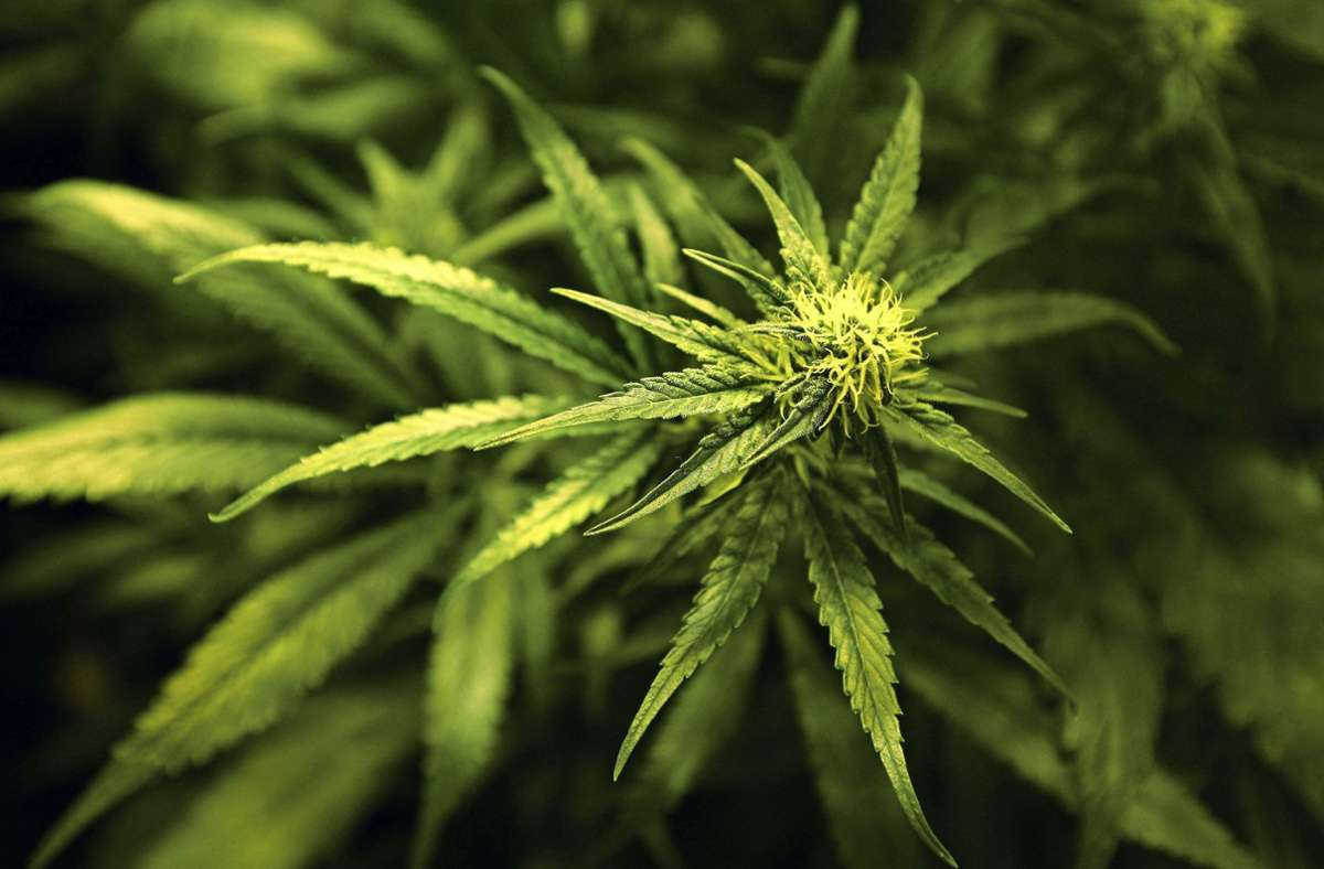 Debatte über Legalisierung: „Der Cannabis Social Club ist eine Kontrollinstanz”