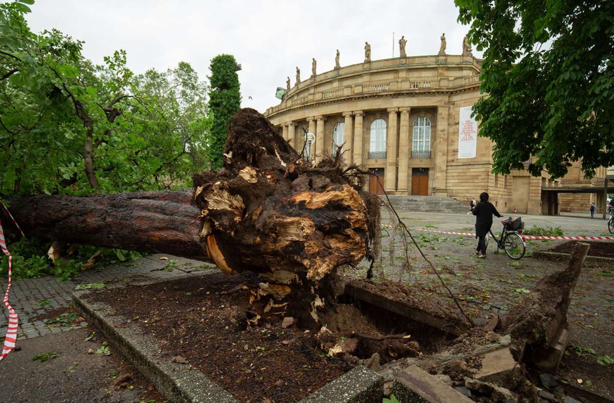 Traurige Kulisse: entwurzelter Baum vor der Oper.