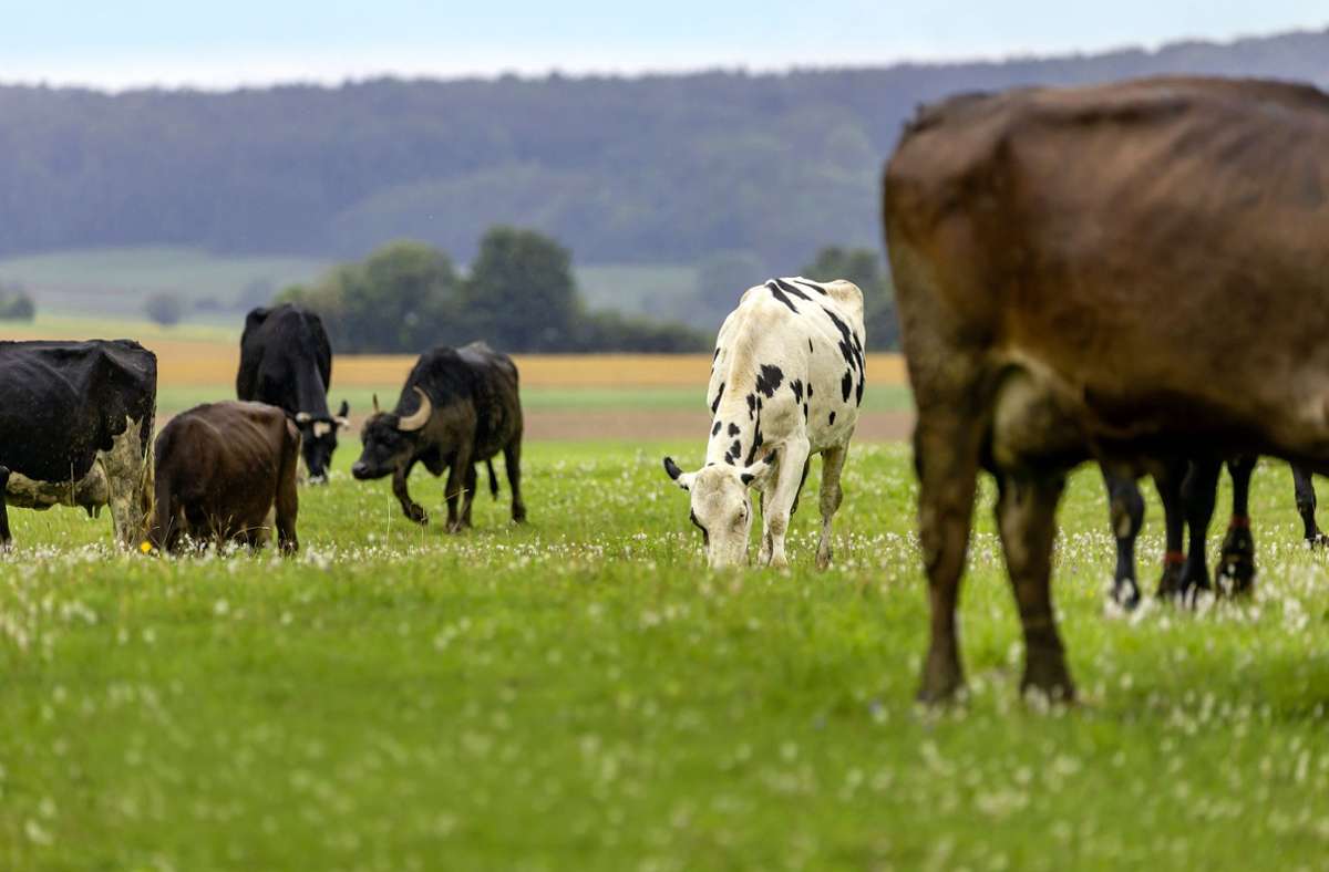 Tierschutz-Kontrolleur auf der Alb: Wenn die Bauernhof-Idylle trügt