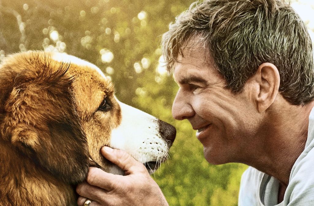 Regisseurin Mancuso strickt in „Bailey – Ein Hund kehrt zurück“ eine bewährte Masche munter weiter: Bailey kehrt zurück