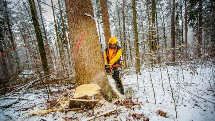 Fällungen auf dem Schurwald: Ansturm auf Brennholz lässt im Wald die Sägen kreischen