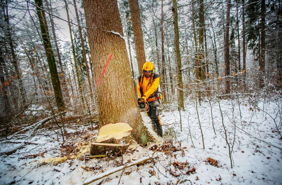 Winter ist die Hochsaison um Bäume zu fällen. Foto: Roberto Bulgrin