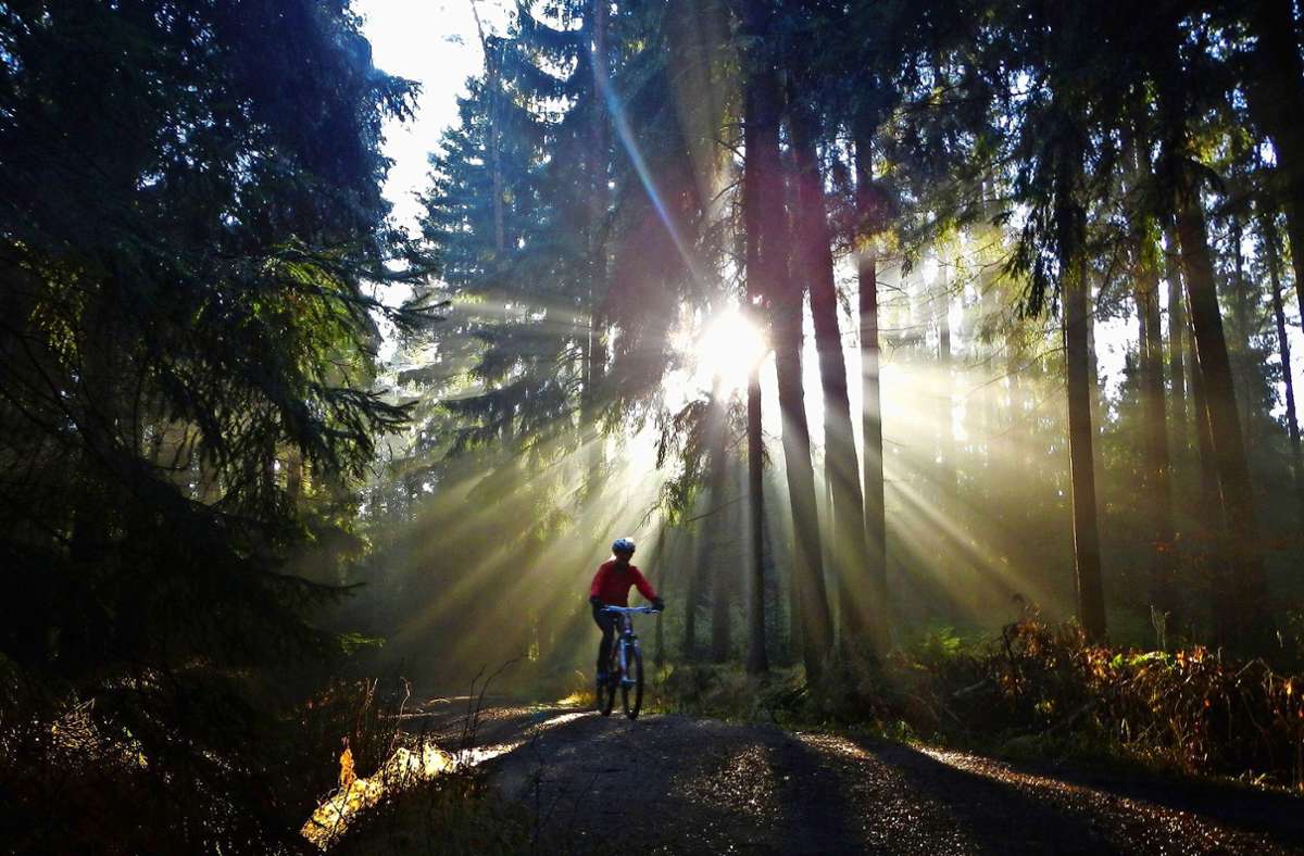 Radfahren im Stettener Wald: Der Weg zum legalen Trail ist lang