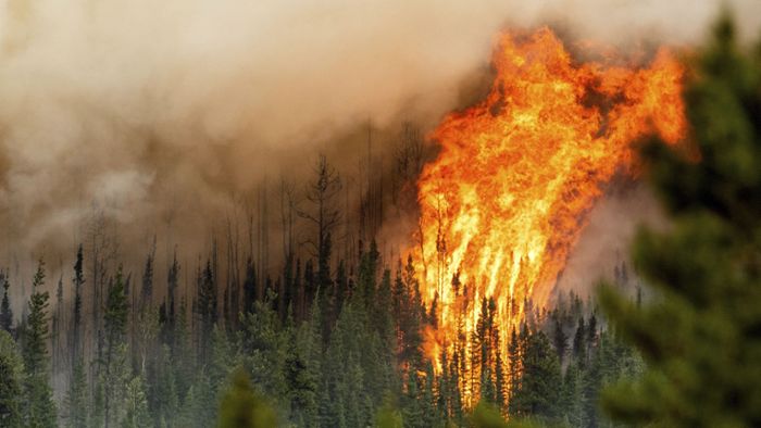 Wie groß ist das  Ausmaß der weltweiten Waldbrände?