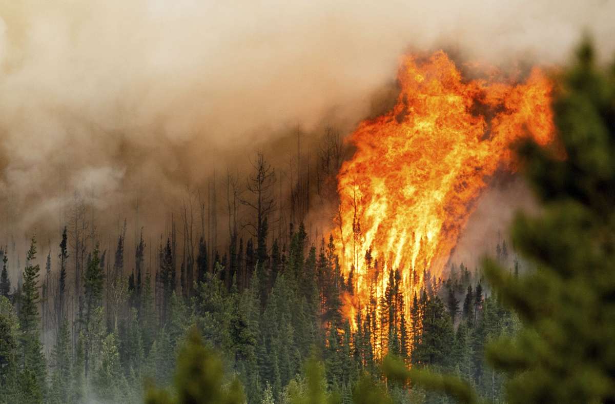 Wie groß ist das  Ausmaß der weltweiten Waldbrände?