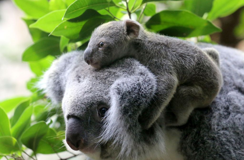 Australien: Koala-Baby „Ash“ geboren: Hoffnung nach den Buschbränden