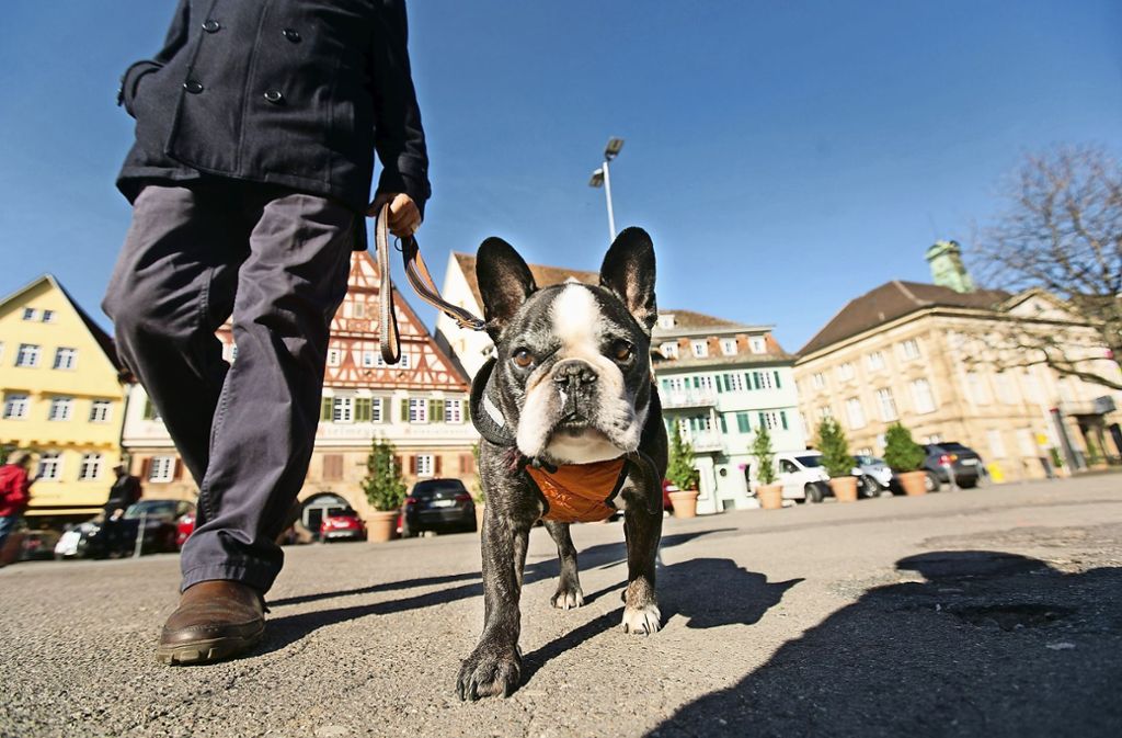 Polizei- und Grünflächenverordnungen setzen neue Regeln: Hunde müssen beim Stadtbummel an die Leine