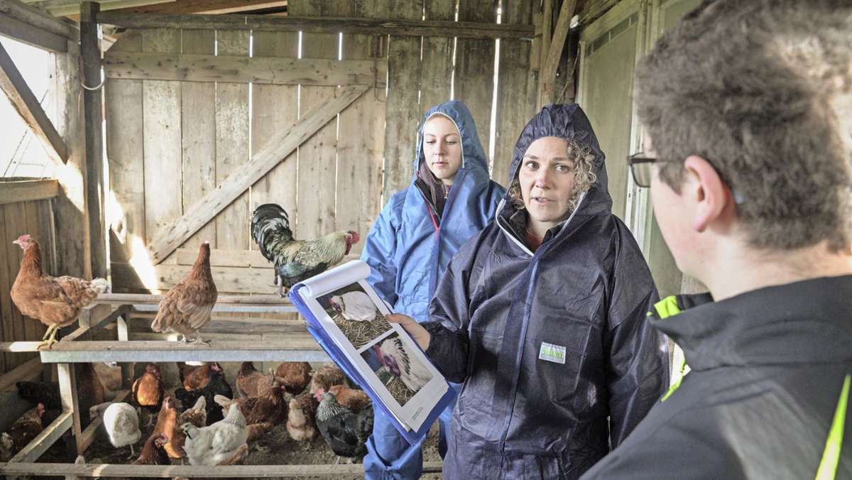 Geflügelpest im Rems-Murr-Kreis: Was schützt  gegen die Vogelgrippe?