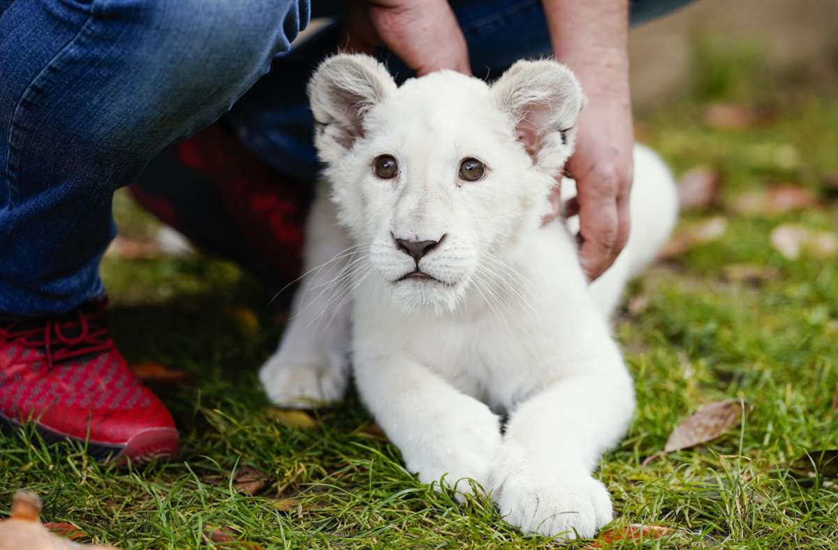 Das weiße Löwenbaby Lea wird seine Notunterkunft bald verlassen.