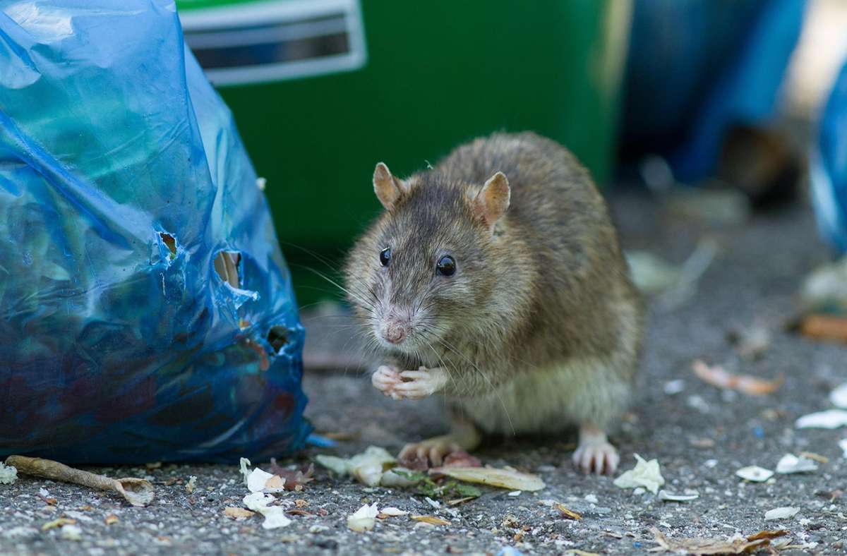 Leiden die Niederlande an einer Rattenplage? Foto: Max Radloff/Archiv