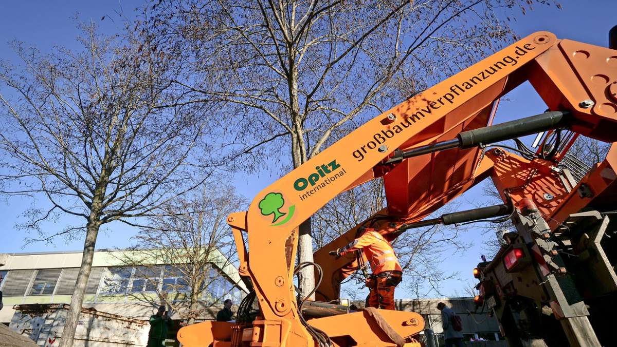 Bauvorhaben in Ludwigsburg: Wenn Bäume ihren Platz verlassen
