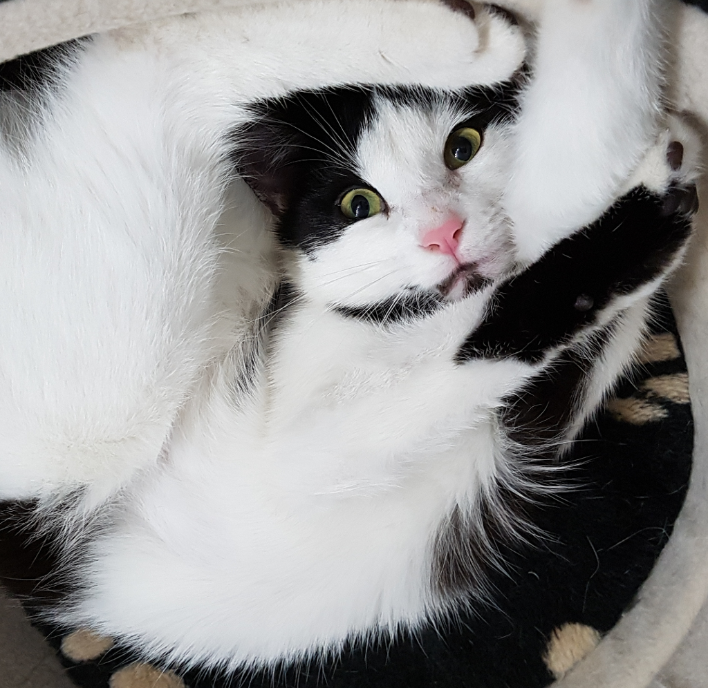 Die schönsten Katzen-Fotos unserer Leser: Aktion: Umarme-Deine-Katze-Tag