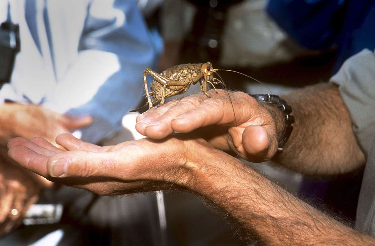 Insektenzucht: Darum züchten Neuseeländer Riesenheuschrecken