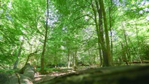 Von rutschendem Baum erfasst: Bergwacht rettet Waldarbeiter