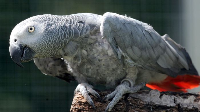 Papagei qualvoll getötet - Haft für zwei Frauen