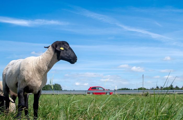 Urbach im Rems-Murr-Kreis: Unbekannte stehlen seltenes Schaf