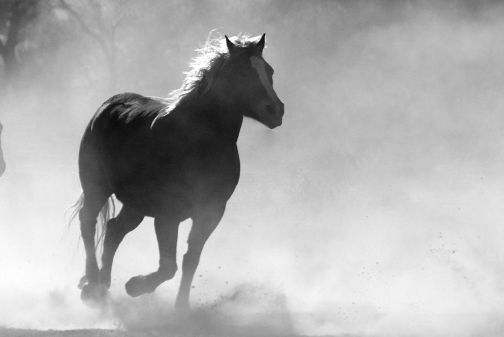 Das Tier rannte fünf Kilometer weit über die Autobahn: «Geister-Pferd» galoppiert über die A7