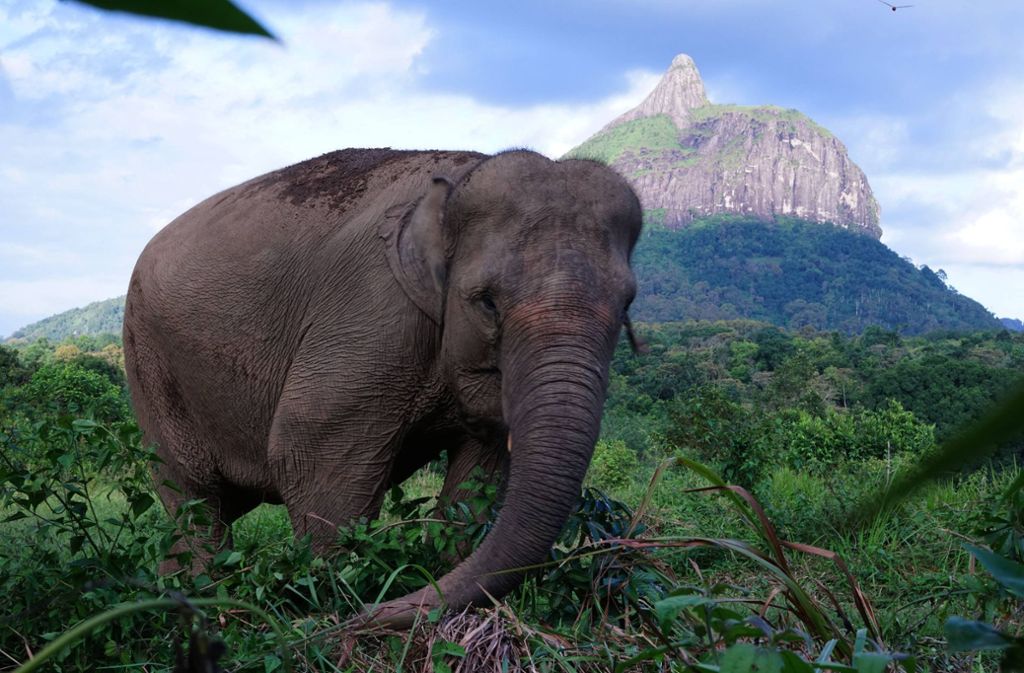 In Indonesien: Seltener Elefant tot und mit entferntem Rüssel gefunden