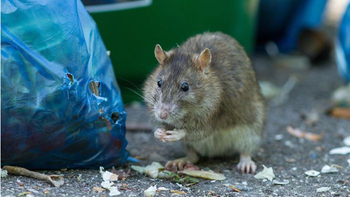 Ratten im Neubau-Areal wecken Urängste