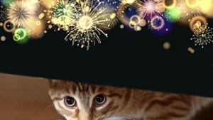 Feuerwerk bedeutet Stress für Tiere