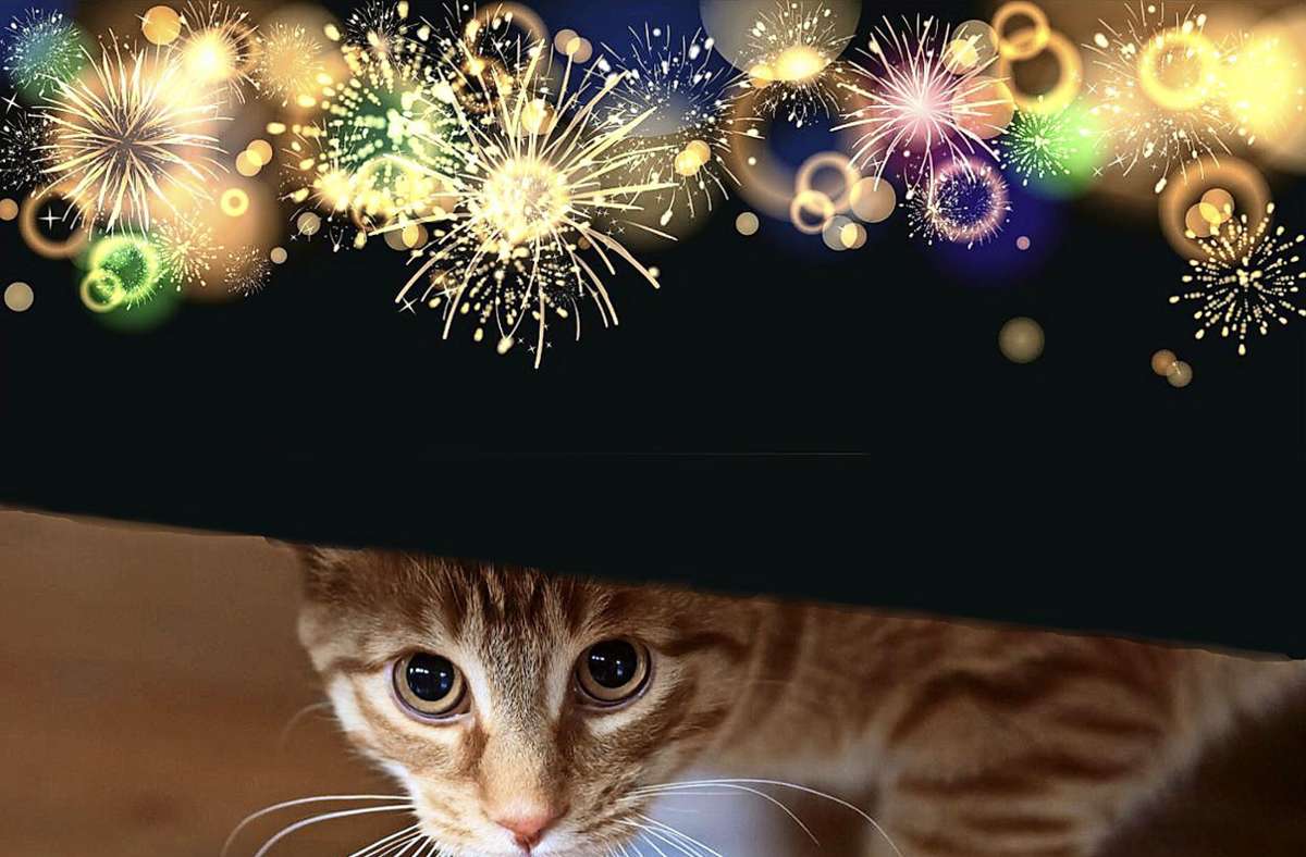 Silvester 2023 im Kreis Esslingen: Feuerwerk bedeutet Stress für Tiere