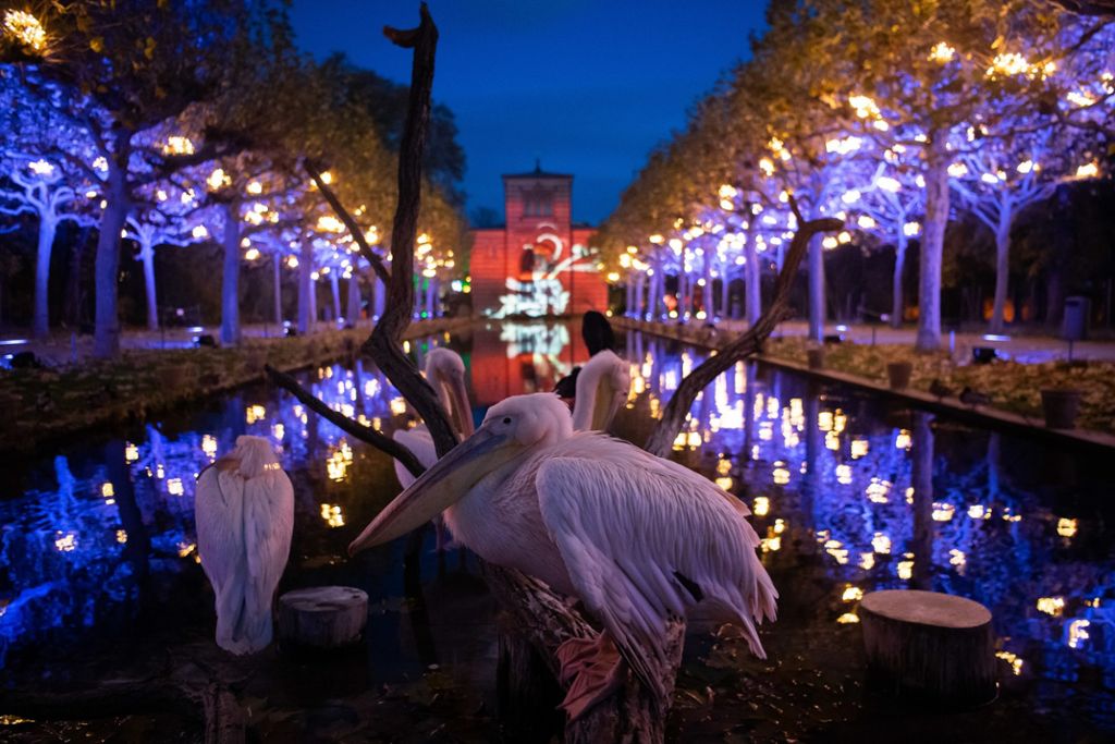 Bis zum Dreikönigstag war der mit Leuchten geschmückte Rundweg geöffnet: «Christmas Garden»: Fast 150.000 Besucher sind in die Wilhelma gekommen