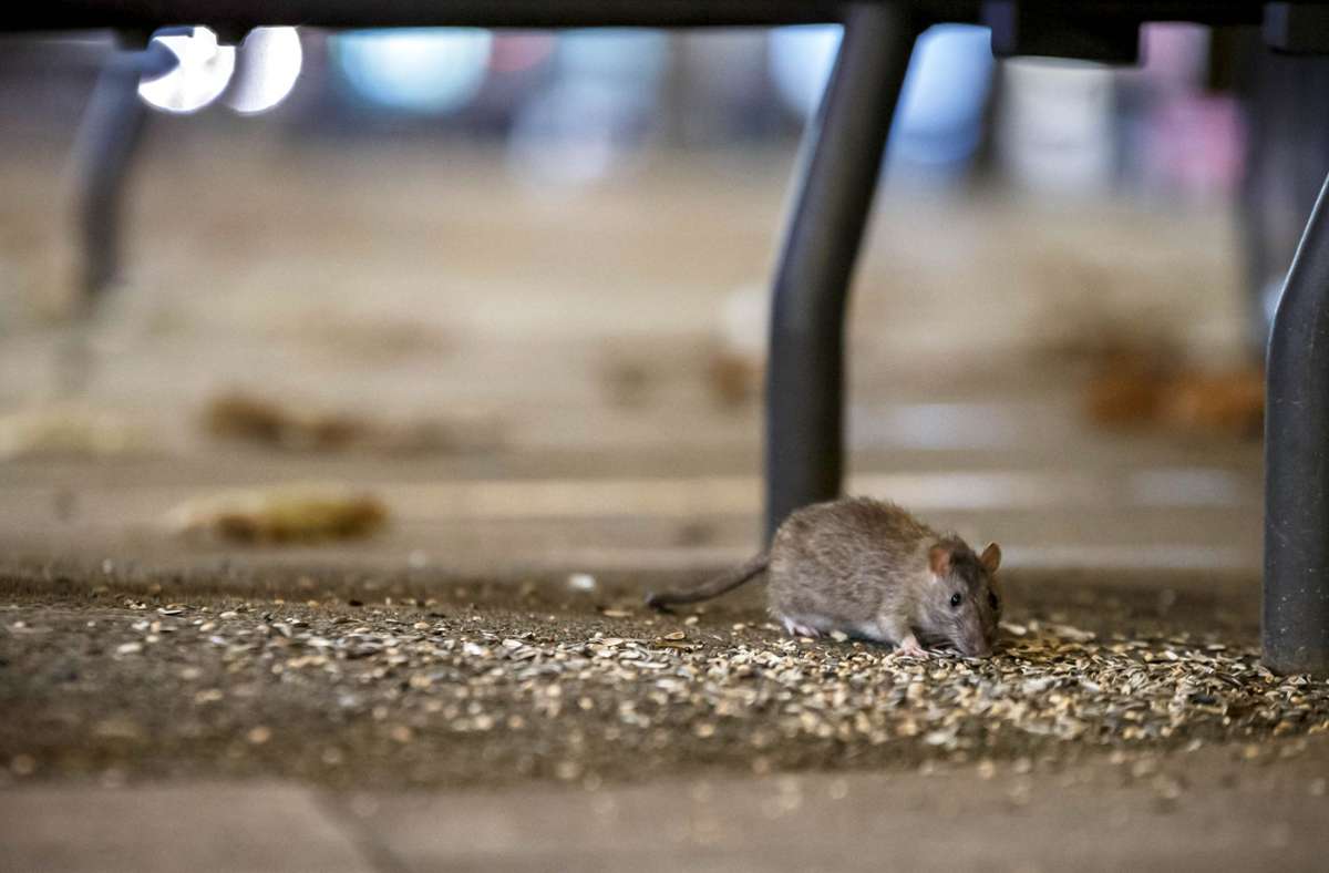 Ratten leben ziemlich gut von dem, was wir verschwenden Foto: Lichtgut/Julian Rettig
